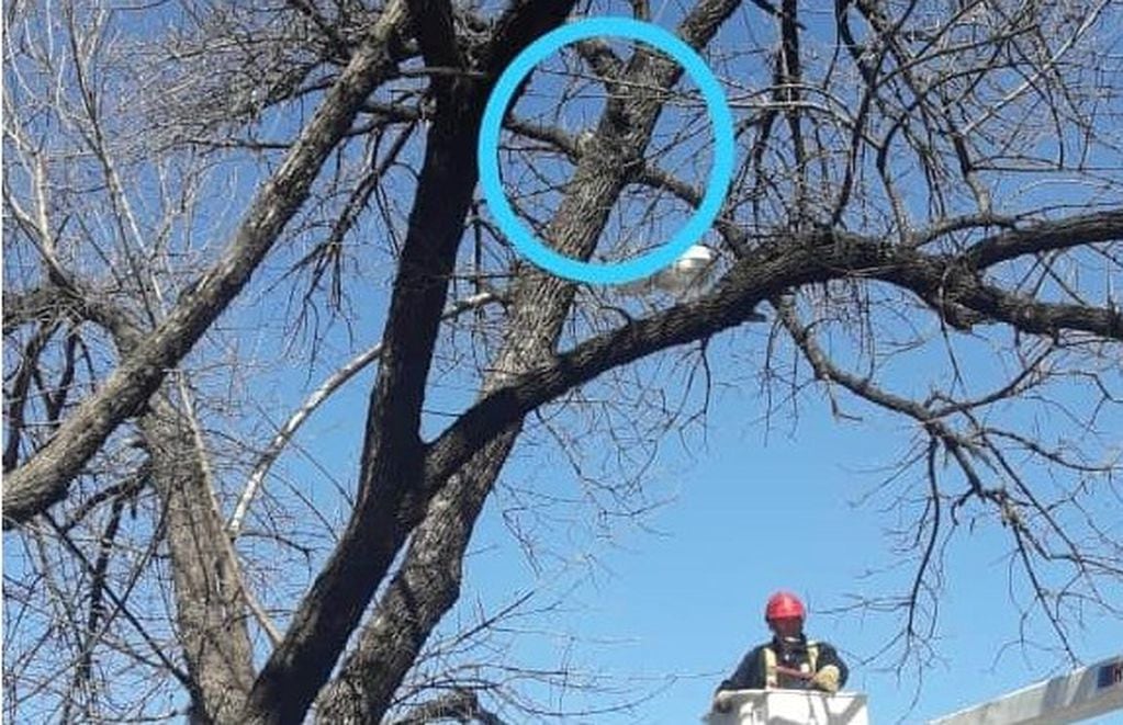 Defensa Civil de la Municipalidad rescató a una joven y su gato que quedaron atrapados en un árbol en barrio Quintas de Santa Ana. (Javier Sassi)