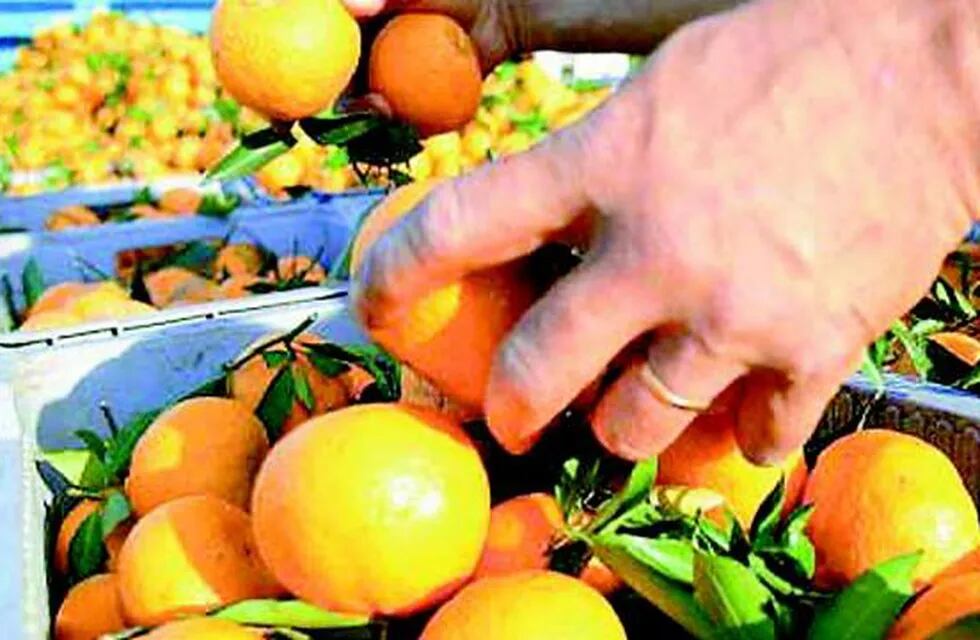 90 por ciento de aumento para trabajadores del citrus