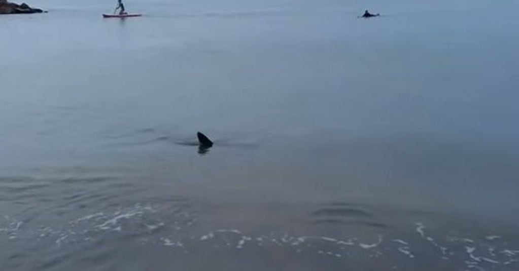 Un tiburón sorprendió a todos en Santa Clara del Mar.