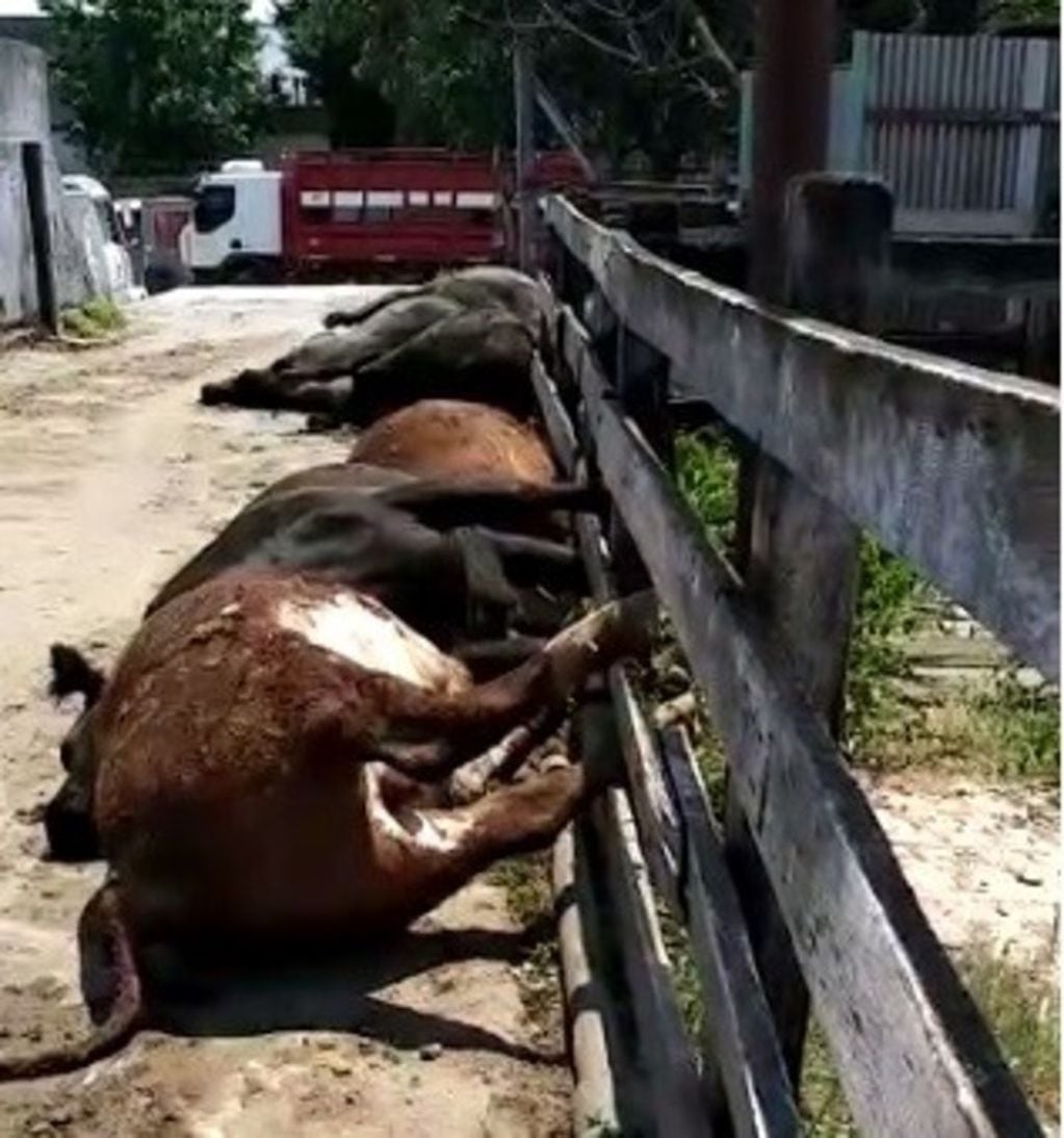 Más de 100 animales muertos en el Mercado de Liniers por el calor sofocante.