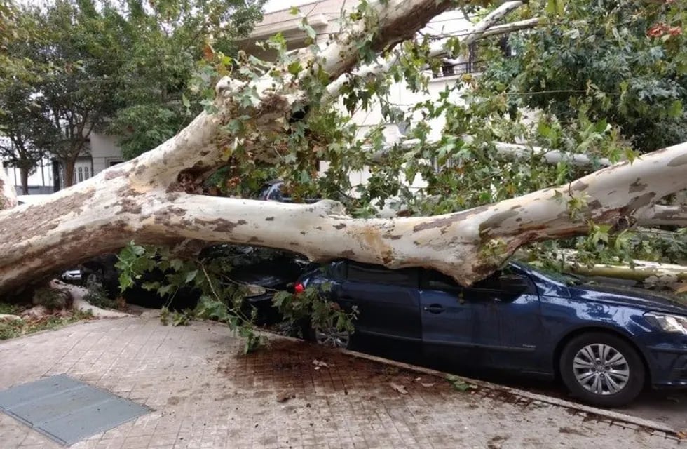 La tormenta tumbó un árbol que destrozó un coche