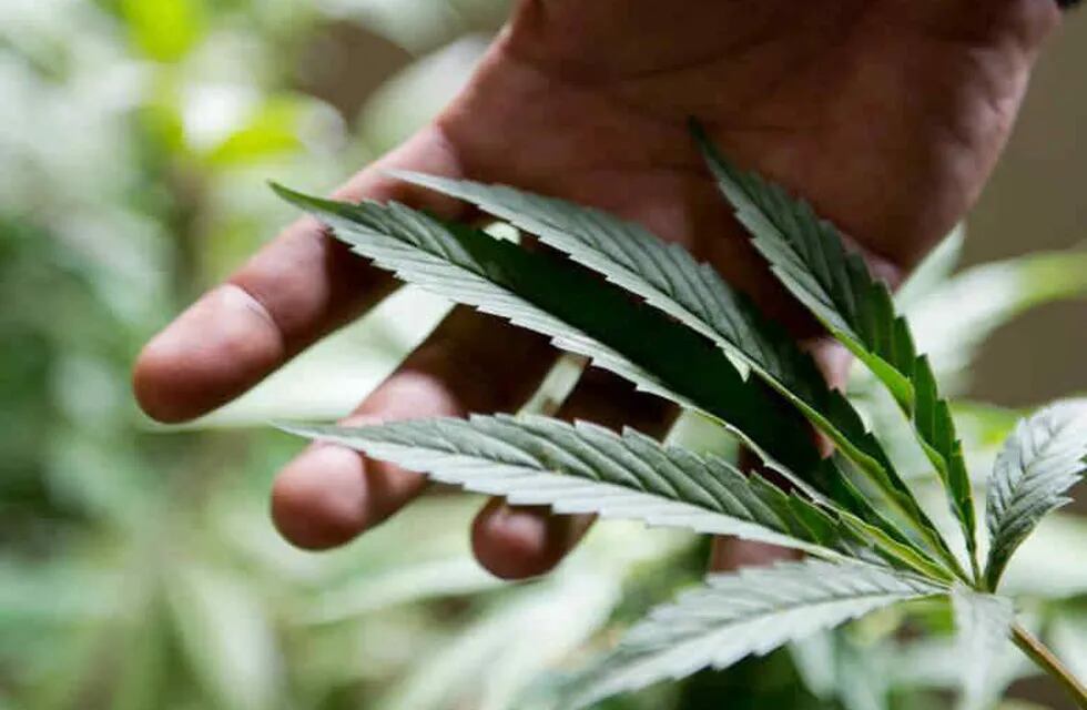 El Gobierno nacional presentó un proyecto para desarrollar la industria del cannabis medicinal y el cáñamo (AP)