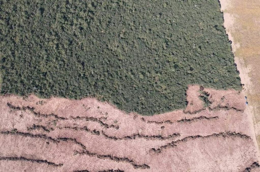 Imagen satelital del desmonte en medio de la cuarentena obligatoria