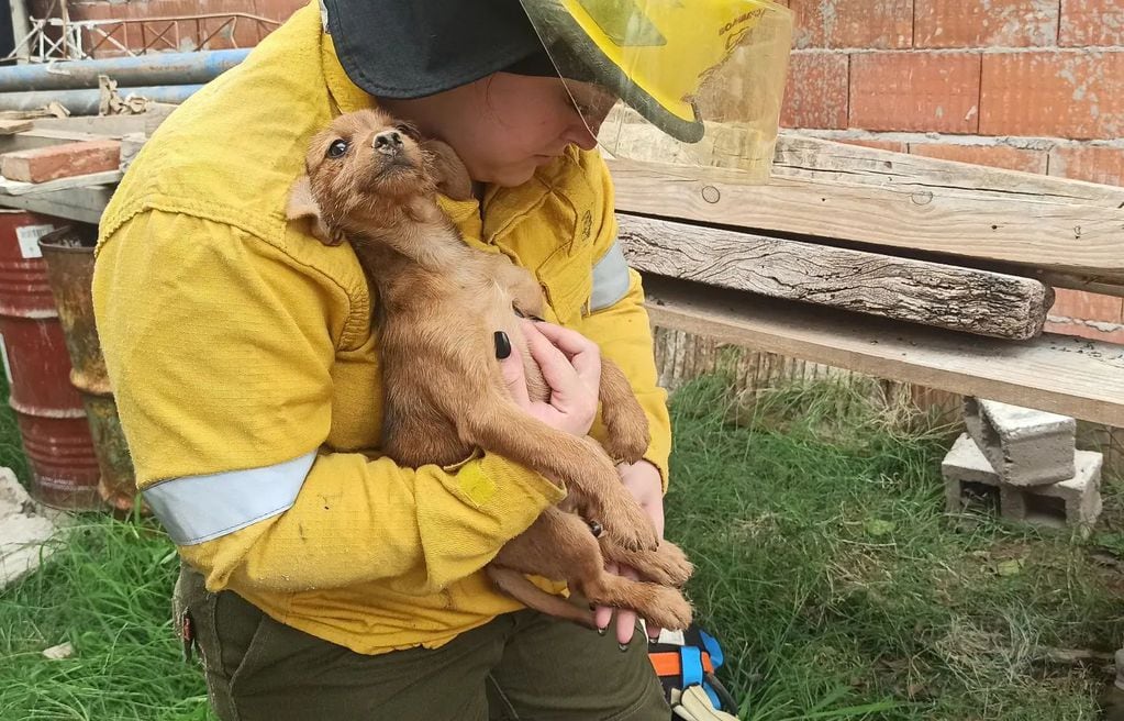 Bomberos de Arroyito rescatan a un perrito de un pozo