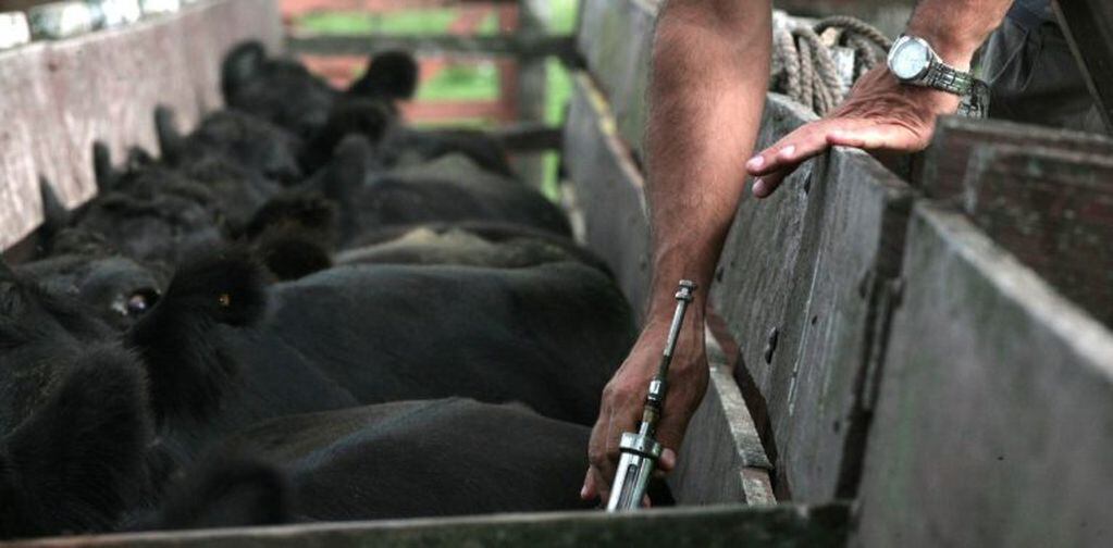 La vacunación es indispensable para resguardar la inmunidad de la ganadería argentina.