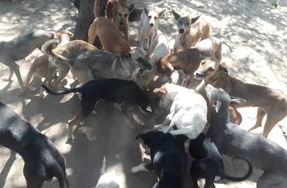 Perros desnutridos en el Chaco Salteño (Facebook Pedro Gallardo)