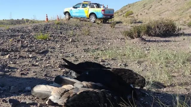 Investigan las causas de la muerte de un cóndor andino hallado al costado de la Ruta 40