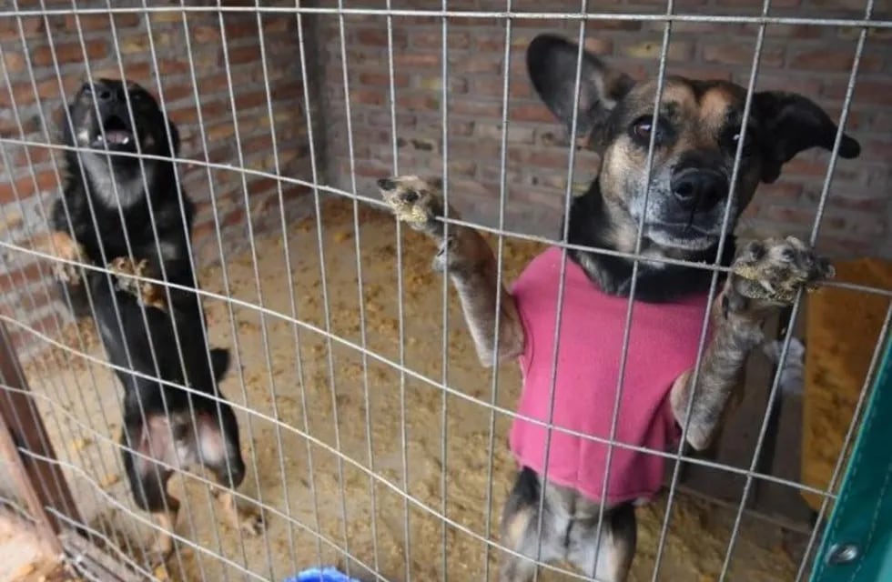 Perros rescatados Mendoza