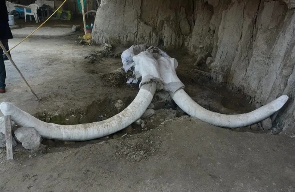 Hallaron restos de 14 mamuts en México.