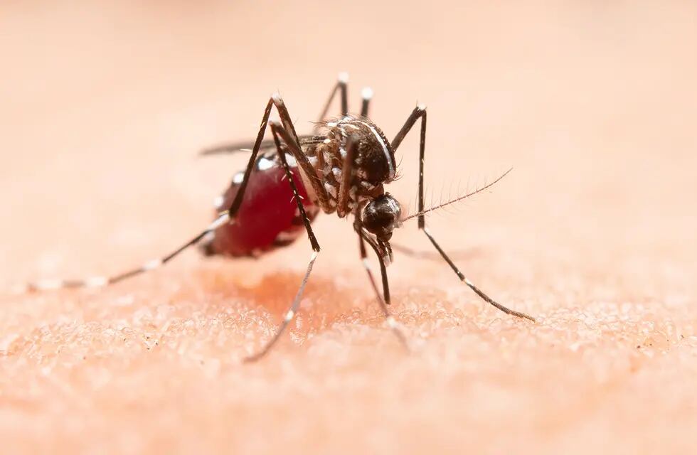 El mosquito Aedes aegypti es el vector de transmisión de la enfermedad.