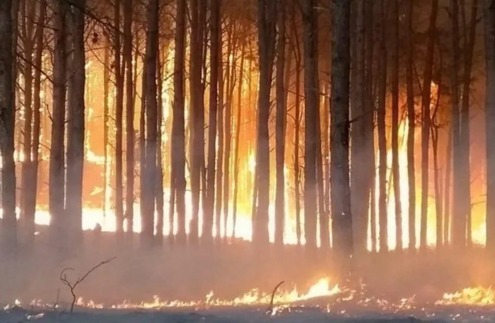 Incendio de pinares de Alpa Corral.