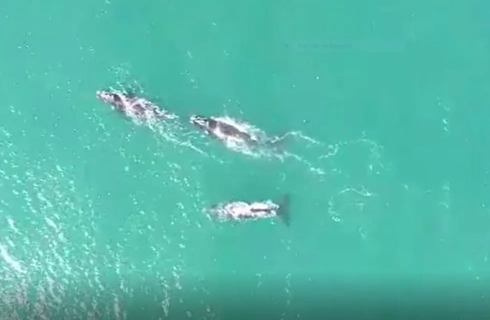Cuatro cetáceos se dejaron ver cerca de las costa de Mar del Plata (web)
