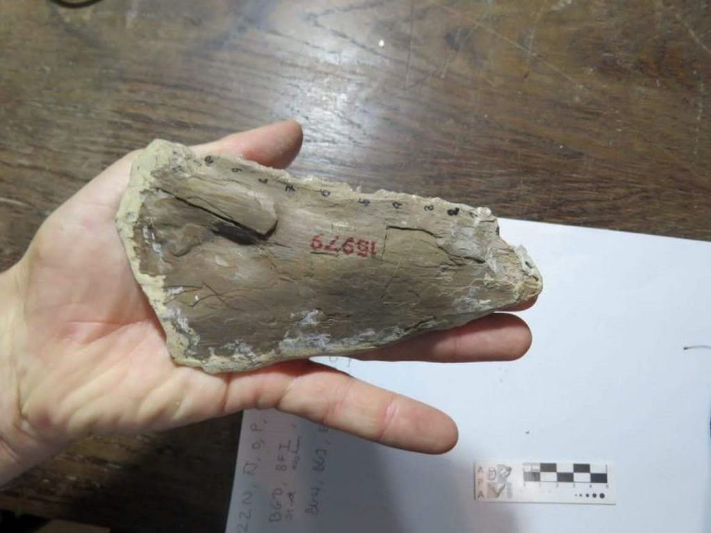 Fósil en la Patagonia.
