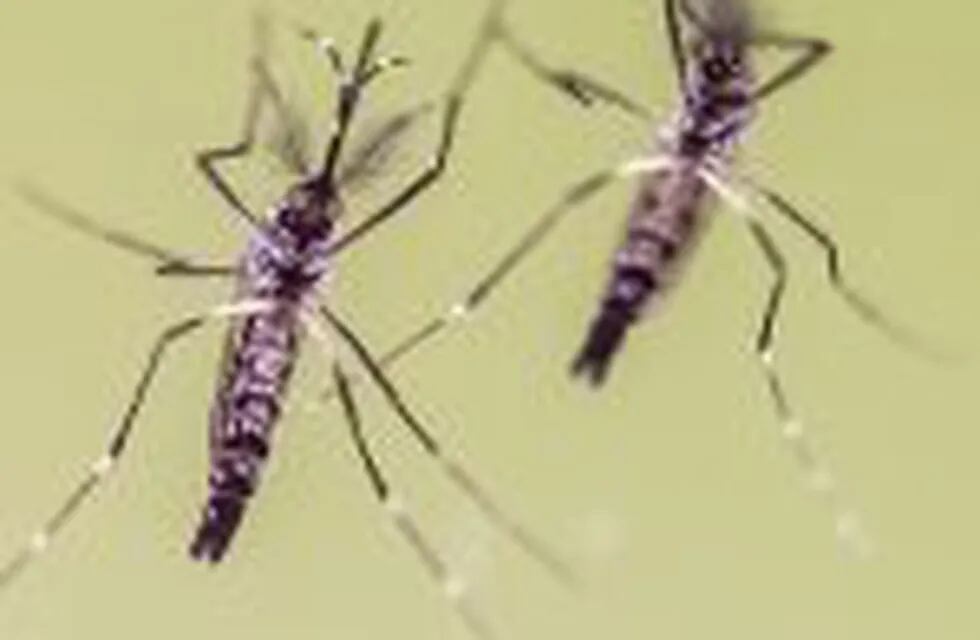ARCHIVO - Imagen de dos mosquitos (Aedes Aegypti) el 10/02/2016 en Wiesbaden, Alemania. El virus del Zika ha dejado de suponer una emergencia sanitaria global, anunció el 18/11/2016 la Organización Mundial de la Salud (OMS).rnFoto: Boris Roessler/dpa (Vinculado al texto de dpa 