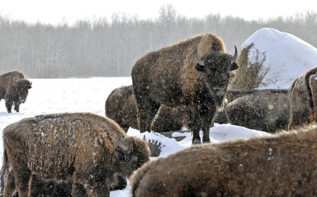 Un bisonte macho puede pesar más de 900 kilos. (AP)