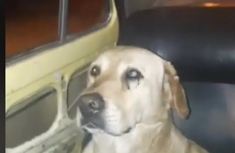 La secuencia del matrato de Boby, el perro obligado a arrojarse desde un auto en movimiento.