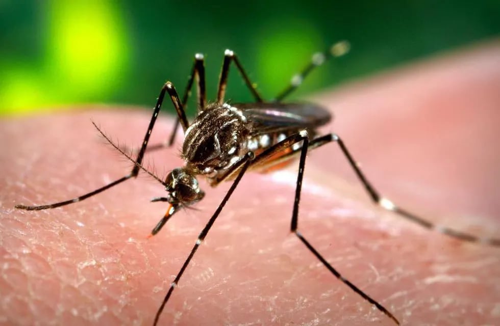 El dengue se contagia por la picadura de mosquito.