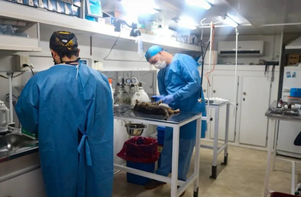 Continúa la vacunación gratuita de caninos y felinos en Tolhuin