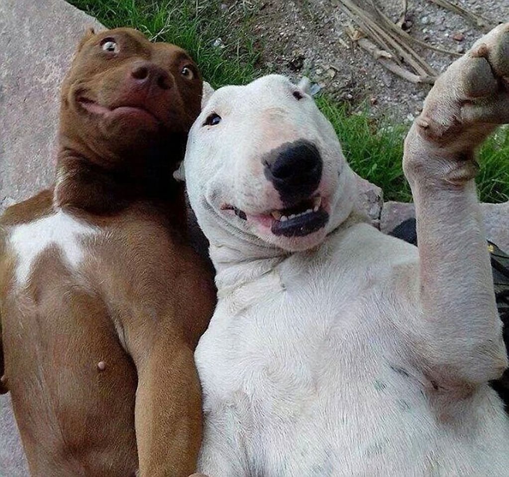 Las mejores selfies de animales. (Foto: Twitter)