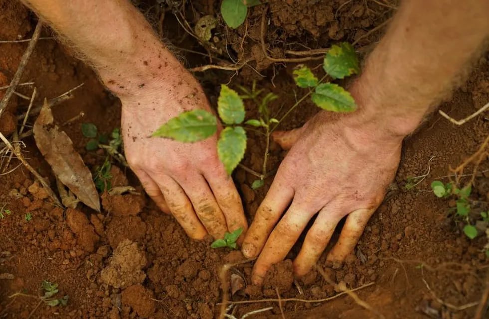 Plantarán cien árboles nativos por el centenario de Capioví
