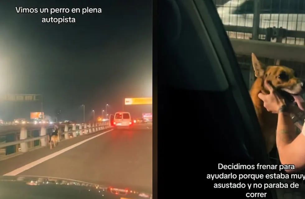 Una pareja frenó en medio de la autopista para ayudar a un perrito que estaba perdido y el emotivo video se hizo viral
