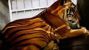 Los tigres de San Luis ya viajan hacia Sudáfrica