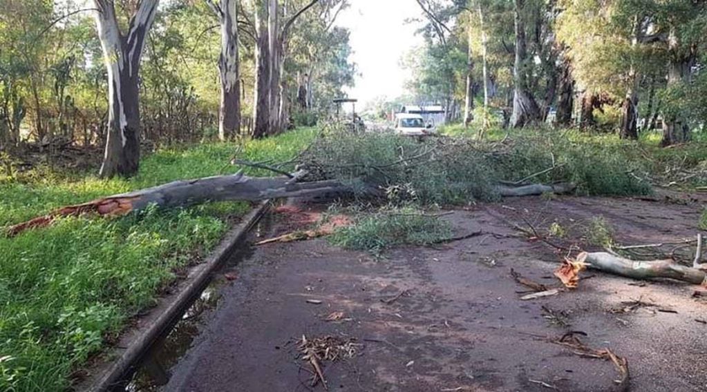 El viento derribó árboles en Maisonnave, al norte de La Pampa (Infotec)