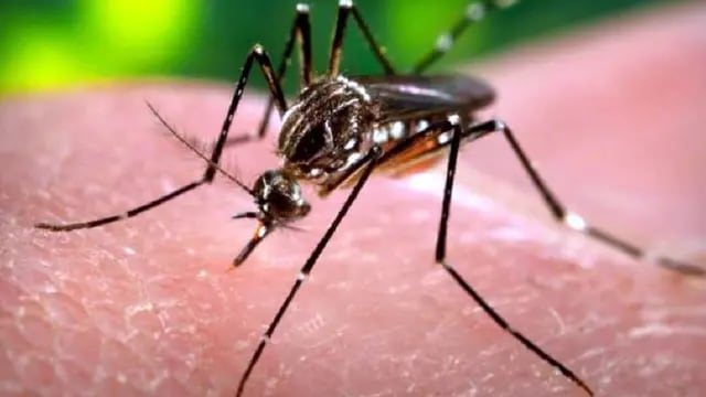  Según el especialista Gonzalo Basile, el enfoque para combatir el Aedes aegypti es ineficaz.