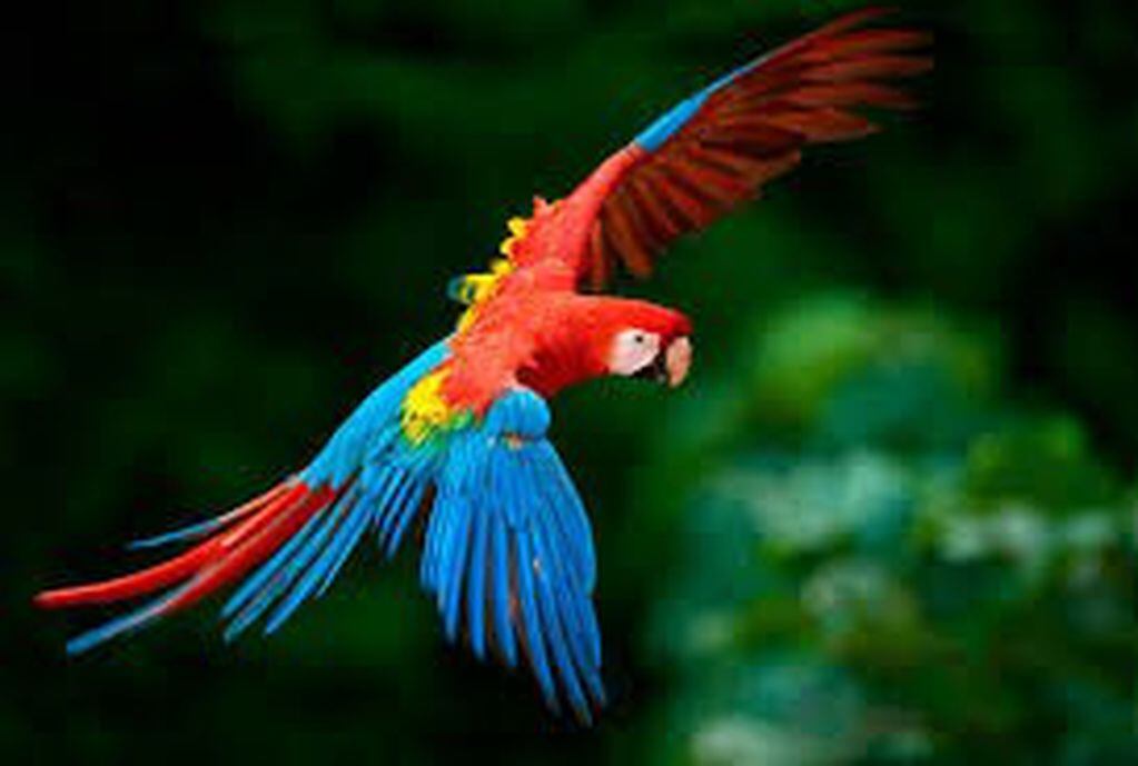 Guacamayo rojo en vuelo, exhibiendo sus bellísimos colores. (WEB)