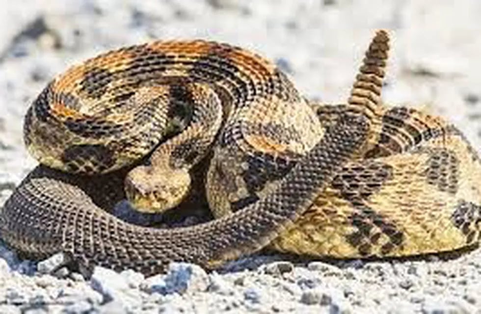 Una serpiente cascabel como las que infestan la selva misionera. (CIMECO)