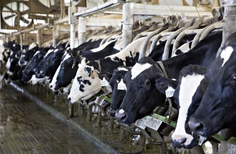 Cows stand in the milking parlour at the Lake Breeze Dairy farm in Malone, Wisconsin, U.S., on Tuesday, May 31, 2016. Donald Trump's proposal to deport undocumented immigrants and wall off the southern U.S. border has created an unexpected bastion of resi