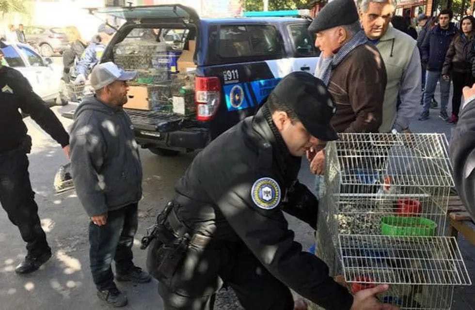 La Policía Federal secuestró 350 aves autóctonas que iban a ser comercializadas.