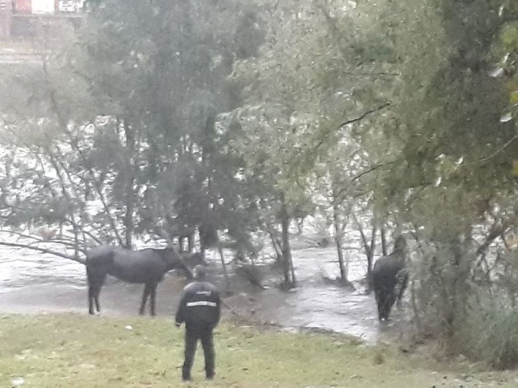 El dramático rescate de cuatro caballos en Villa Carlos Paz en medio de la creciente.