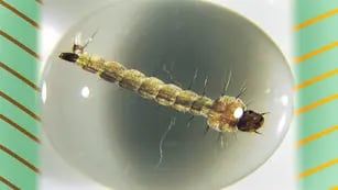 larva de Aedes aegypti