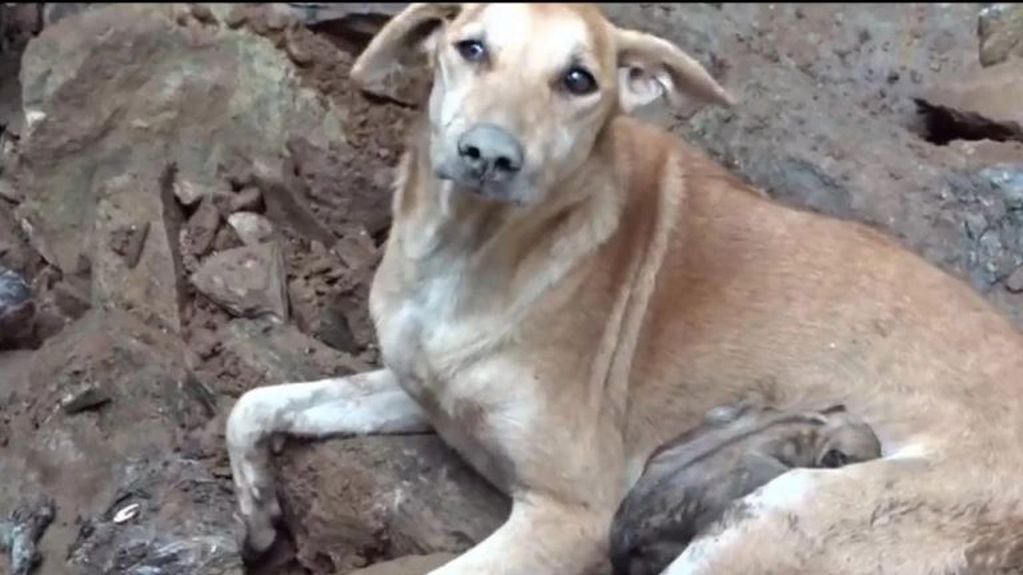 Una perra rescata a sus cachorros de un derrumbe (Web)