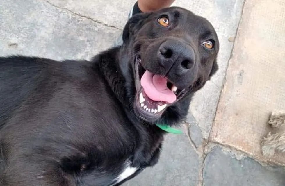 Una vecina del departamento de Tunuyán fue sancionada por la Justicia por atar a su perro y arrastrarlo varias cuadras. Deberá entregar a una ONG 1000 kilos de alimentos para perro. Gentileza
