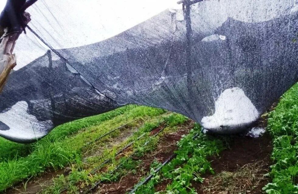 El temporal duró escasos minutos, los suficientes para afectar a los productores.