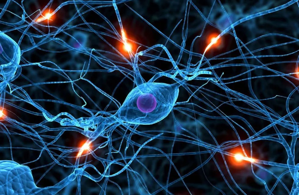 Nuevos mecanismos de conexiones entre neuronas