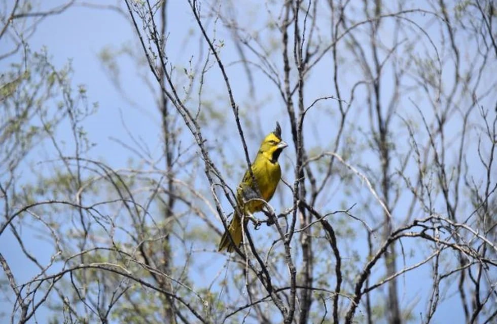 Rescataron a 11 aves silvestres que estaban en cautiverio en Río Colorado y Viedma