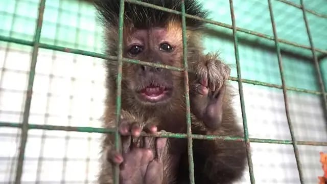 Rescatan a un mono caí en cautiverio de una vivienda de Oberá