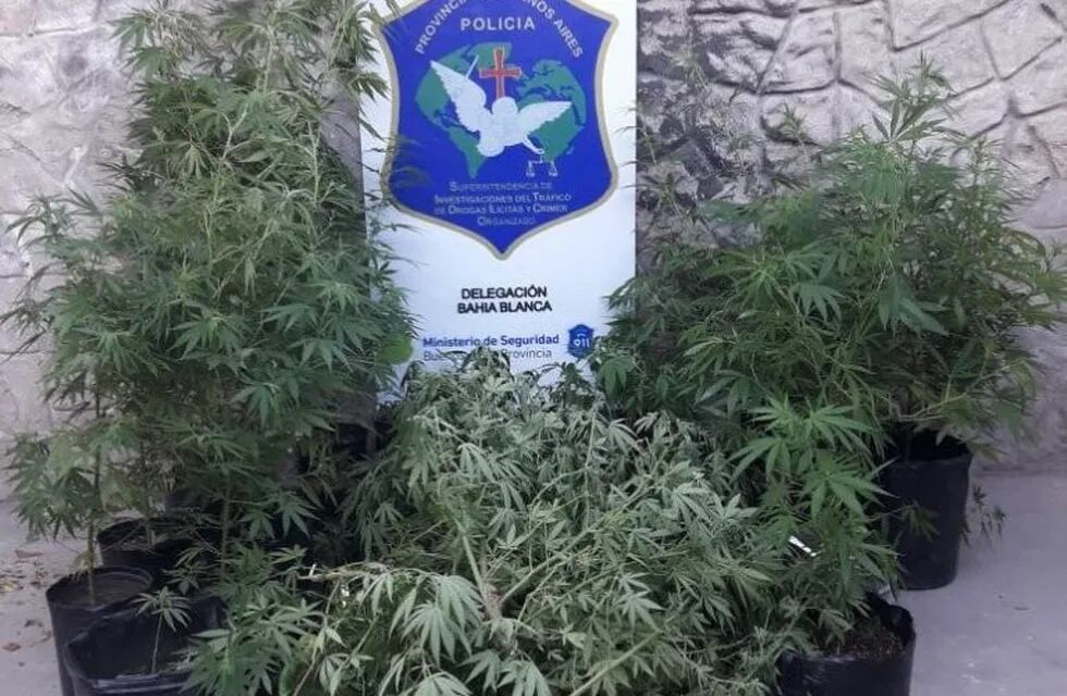 Encontraron 23 plantas de marihuana durante un allanamiento