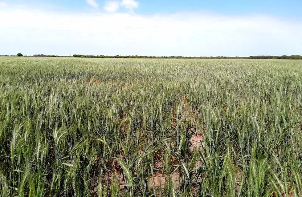 Apuestan por un buen año del trigo para mejorar las condiciones que dejó la sequía.