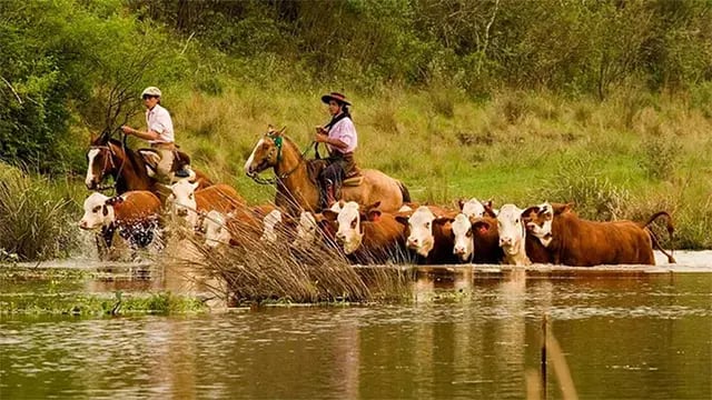Alerta en La Paz por la crecida del río Paraná: productores ganaderos trasladan sus animales