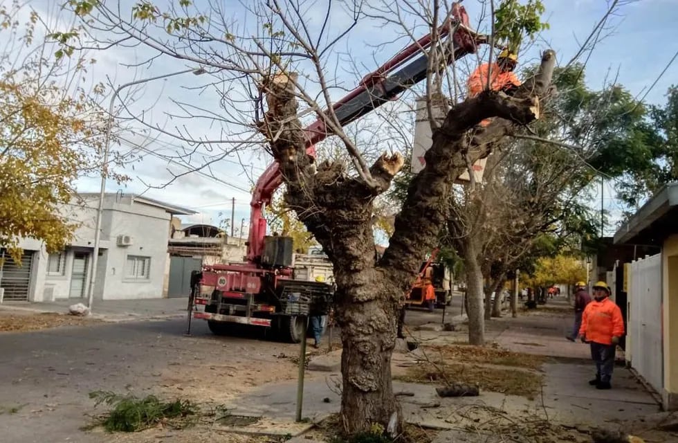 Erradican árboles en mal estado en San Rafael.