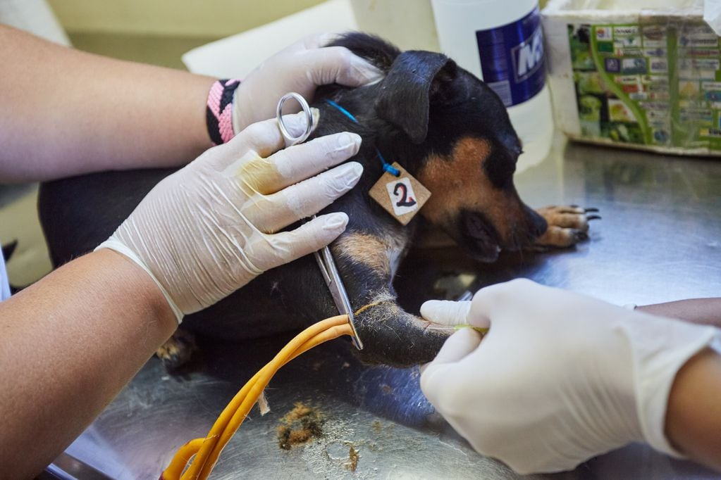 La veterinaria municipal se encontrá disponible en El Challao. 