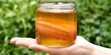 Kombucha