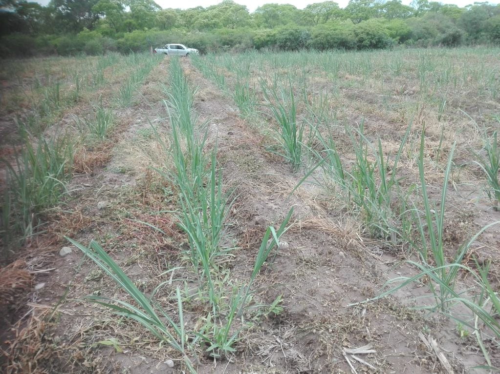 La sequía provocó pérdidas de más del 30% en la producción de caña de azúcar en Jujuy.