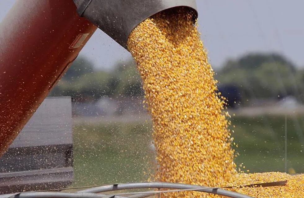 Robaron 80 mil kilos de maíz en San Luis. Foto ilustrativa (La Voz).