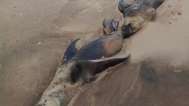 Aparecieron cuatro lobos marinos muertos en la costa del Balneario Orense