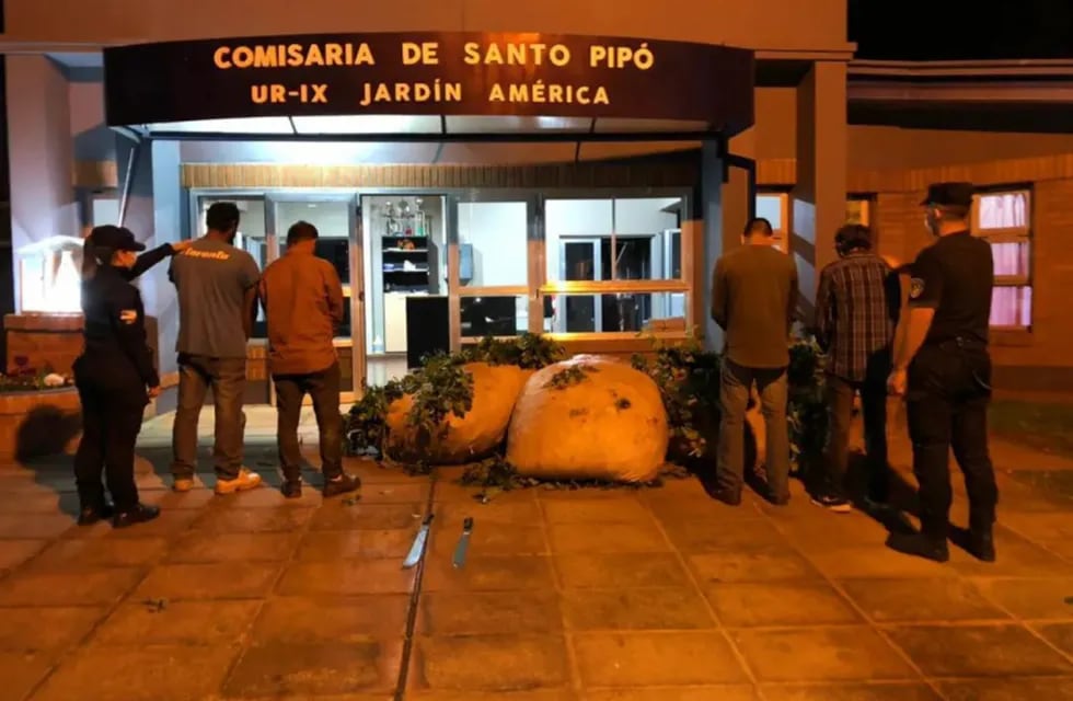Frustran robo de hoja verde en Santo Pipó.